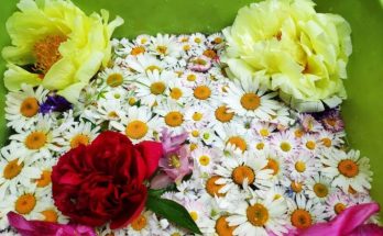 Как выбрать цветы