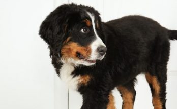 как научить пса оставаться дома одному