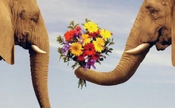 Как правильно выбрать цветы