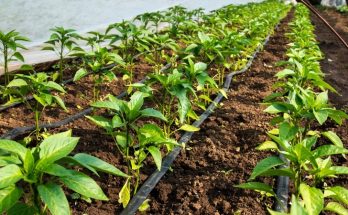 капельный полив