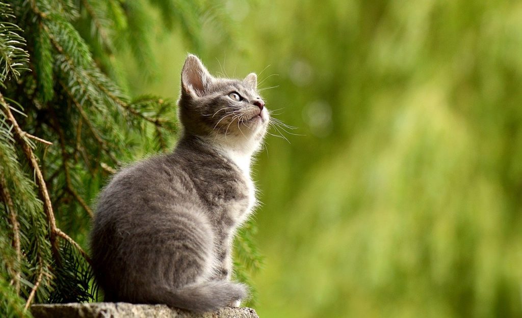 ученые рассказали, какую пользу может принести кошка в доме 