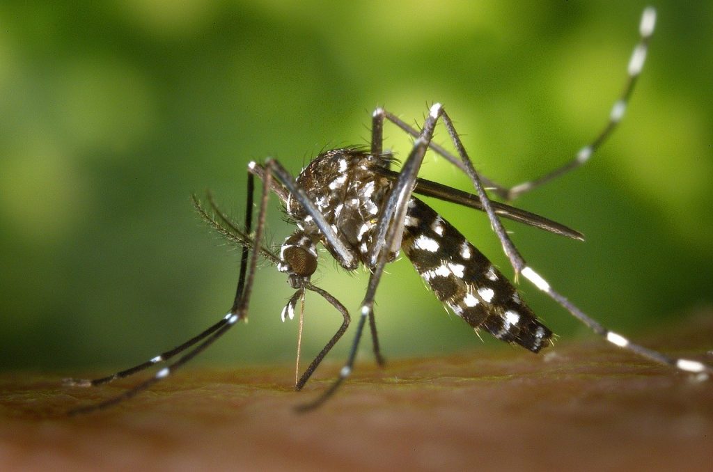 какими ещё способами можно избавиться от комаров в доме 