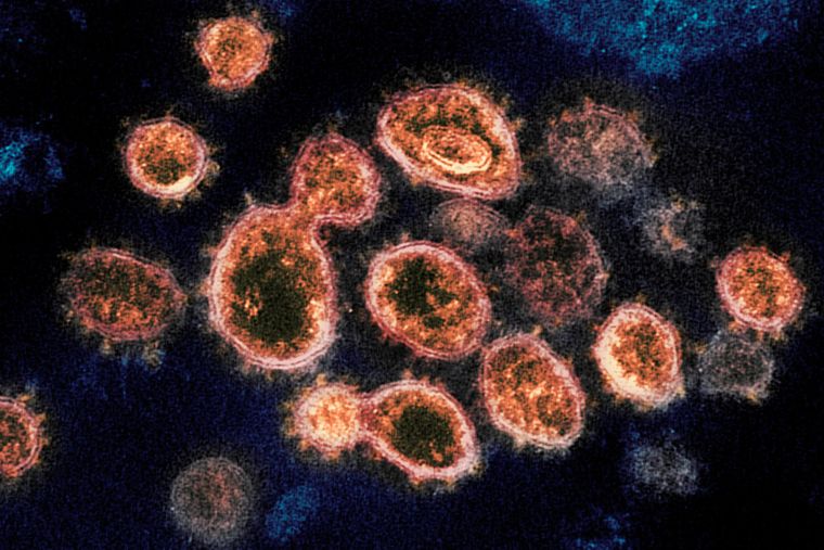 Какой уровень антител защищает от коронавируса