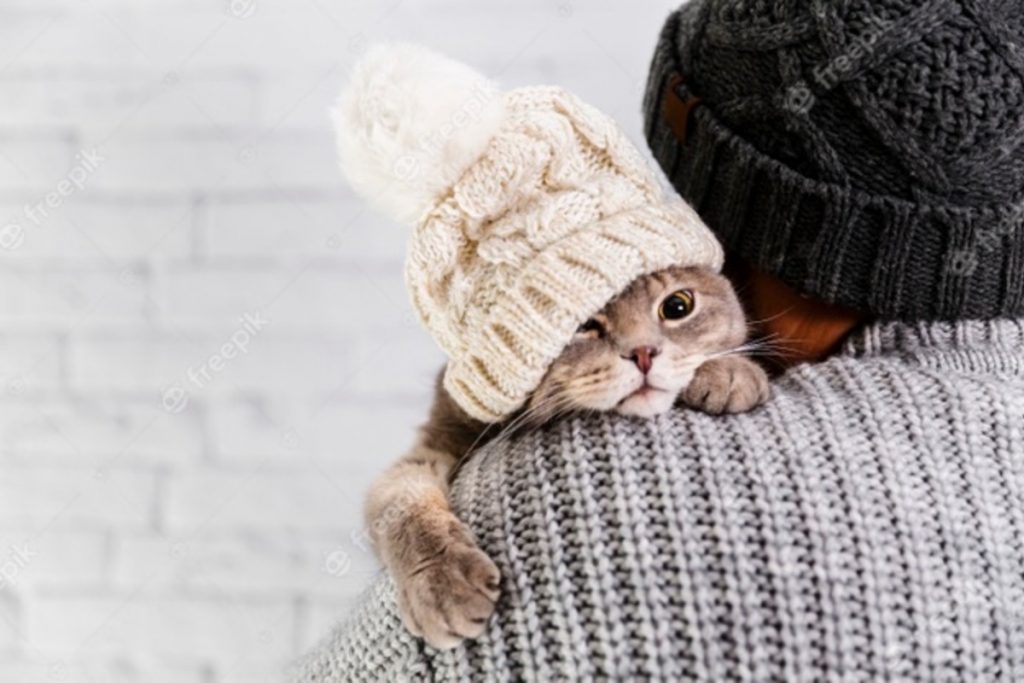 Кот в зимней шапке