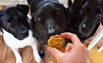 Лакомства для собак