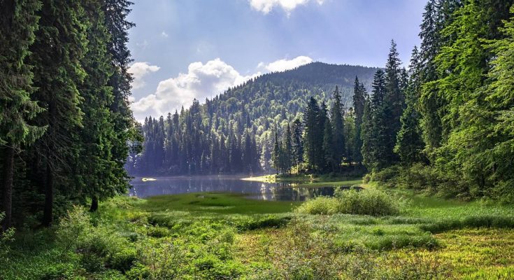 Тури в Закарпаття