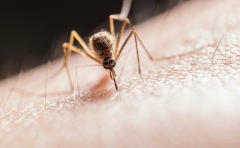 Захист від комарів у подорожі