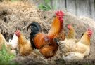 Що означають сни про домашню птицю
