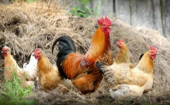 Що означають сни про домашню птицю