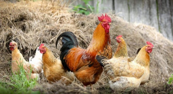 Що означають сни про домашню птицю