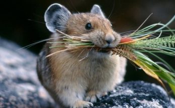 До чого сняться миші