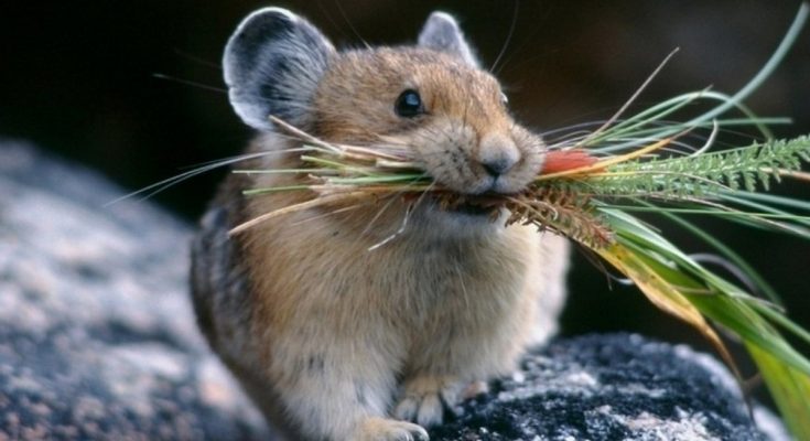 До чого сняться миші