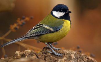 Що означає, коли синичка прилетіла до оселі