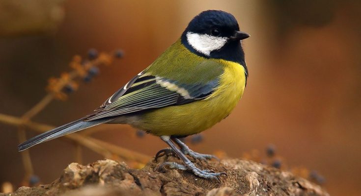 Що означає, коли синичка прилетіла до оселі